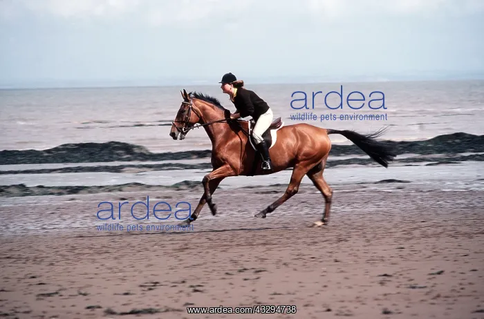 : HORSE - With rider, cantering along beach : HORSE - With rider, cantering along beach