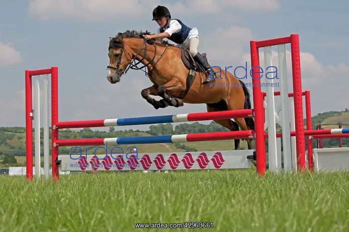 : Horse Rider - jumping : Horse Rider - jumping