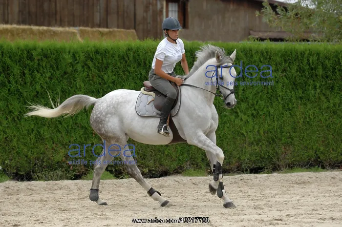 : Horse rider on preparing to jump an obstacle : Horse rider on preparing to jump an obstacle