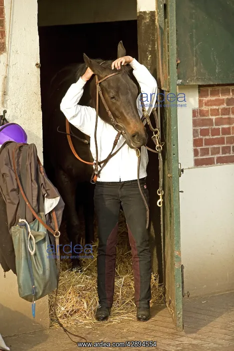 : Horse - rider putting bridle over horse's head : Horse - rider putting bridle over horse's head