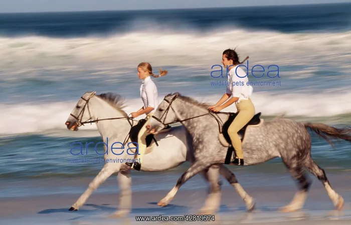 : HORSE - two with riders on beach by sea : HORSE - two with riders on beach by sea