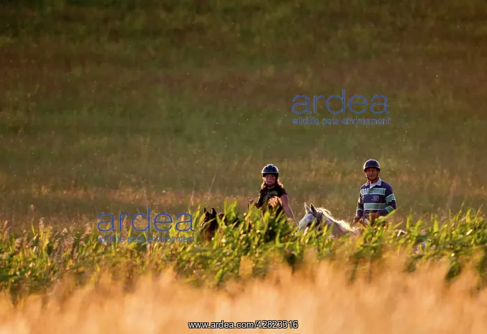 : Horse riders - in evening light : Horse riders - in evening light