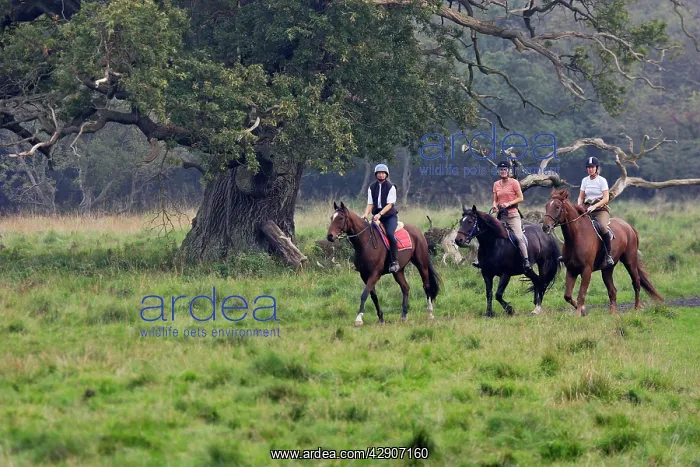 : Horse Riding : Horse Riding