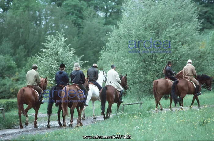: HORSE RIDING : HORSE RIDING