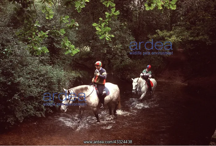 : HORSE RIDING - Fording a stream : HORSE RIDING - Fording a stream