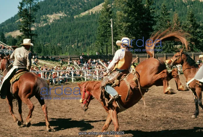 : HORSE - Rodeo Saddle Bronc Horse Riding : HORSE - Rodeo Saddle Bronc Horse Riding