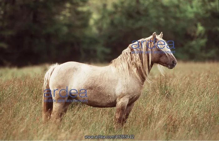 : HORSE - RUM PONY : HORSE - RUM PONY