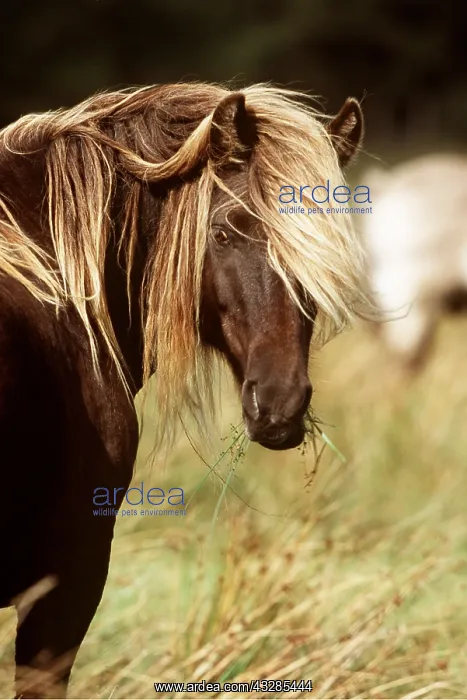 : HORSE - RUM PONY : HORSE - RUM PONY