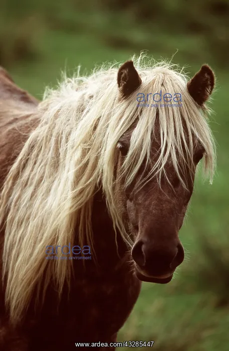 : HORSE - RUM PONY, close up of head : HORSE - RUM PONY, close up of head