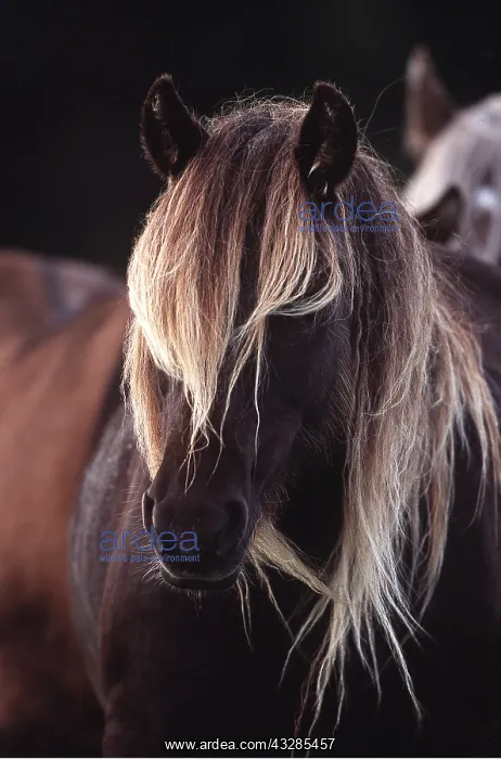 : HORSE - Rum Pony - close-up of head : HORSE - Rum Pony - close-up of head