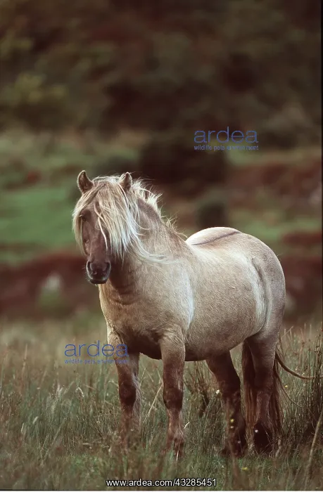 : HORSE - RUM PONY IN FIELD : HORSE - RUM PONY IN FIELD