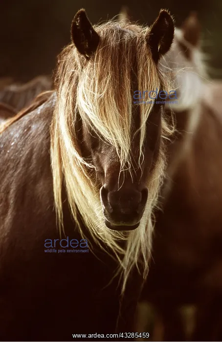 : HORSE - RUM PONY HEAD AND MANE : HORSE - RUM PONY HEAD AND MANE