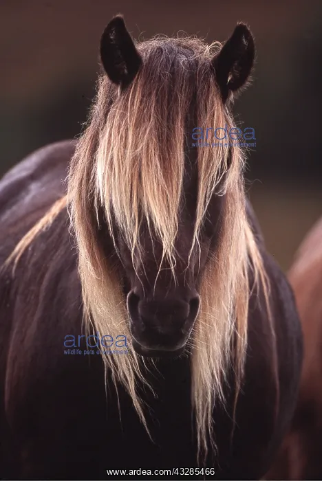 : HORSE - RUM PONY HEAD AND MANE : HORSE - RUM PONY HEAD AND MANE