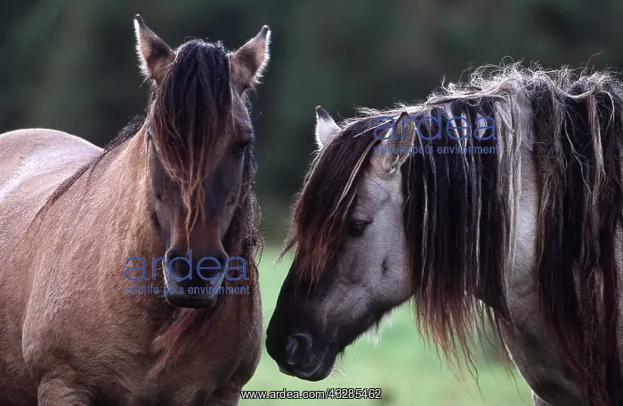 : HORSE - RUM PONY - x two : HORSE - RUM PONY - x two