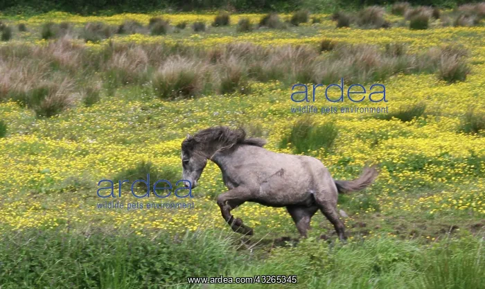 : A horse running in a field of yellow wildflowers : A horse running in a field of yellow wildflowers