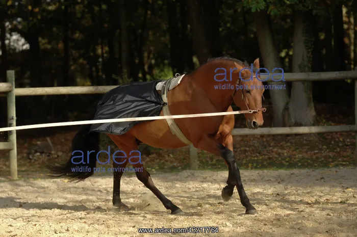 : Horse runs in a career - France : Horse runs in a career - France