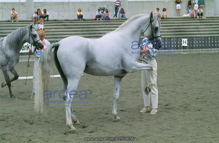 : Horse - Shagya, in ring at show : Horse - Shagya, in ring at show