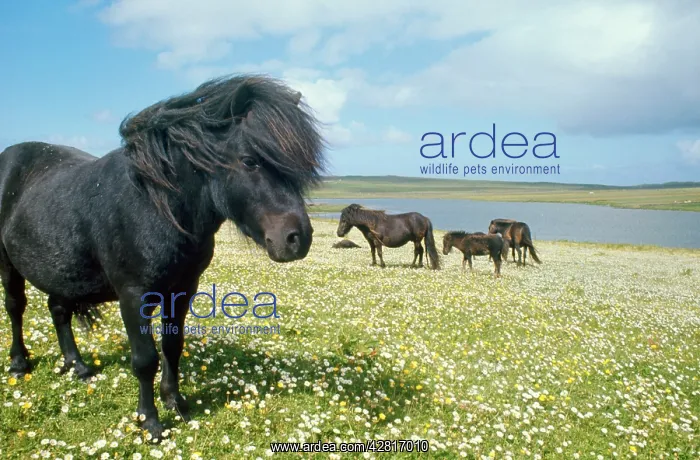 : HORSE - Shetland ponies : HORSE - Shetland ponies