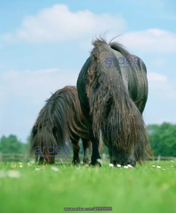  : Horse - Shetland Pony - Feeding in field