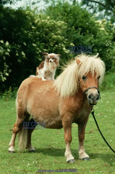  : HORSE - SHETLAND PONY with Papillon Dog on back
