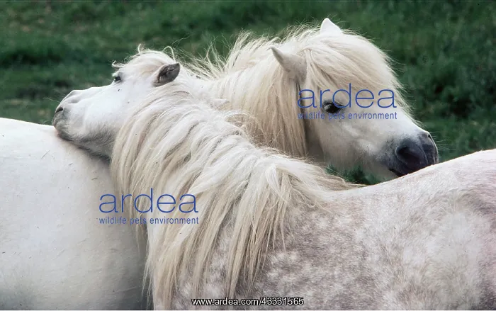 : HORSE - SHETLAND PONY - x two, grooming each other : HORSE - SHETLAND PONY - x two, grooming each other
