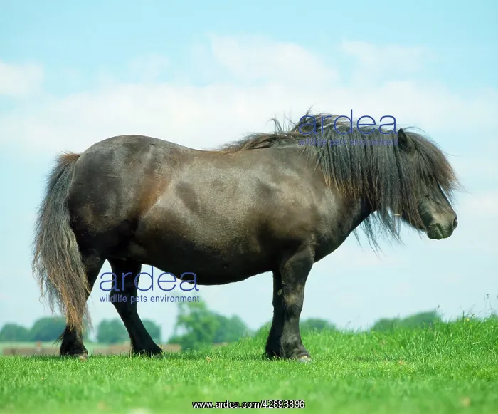  : Horse - Shetland Stallion - In field