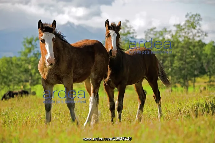 : Horse - Two Shire Foals 3 months old, standing : Horse - Two Shire Foals 3 months old, standing