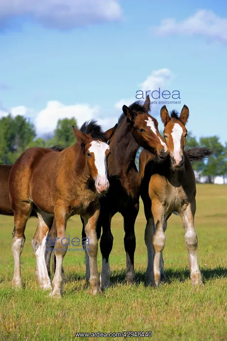 : Horse - Three Shire Horse Foals, few months old : Horse - Three Shire Horse Foals, few months old