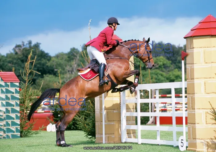 : HORSE - Showjumper : HORSE - Showjumper