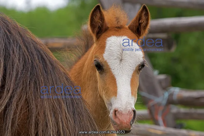 : Horse - Shy Welsh Mountain Pony Colt watching from : Horse - Shy Welsh Mountain Pony Colt watching from
