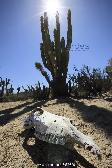 : Horse Skull in the Vizcaino Desert in Mexico : Horse Skull in the Vizcaino Desert in Mexico