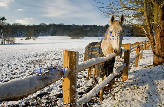 : Horse in a snowy field : Horse in a snowy field
