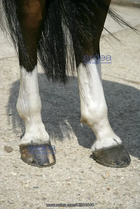 : Horse. Sock : Horse. Sock