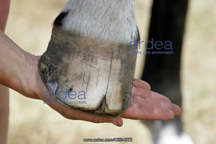 : Horse. Split hoof : Horse. Split hoof