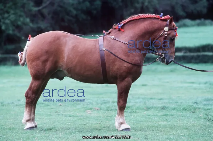 : HORSE - Suffolk Punch in harness bridle : HORSE - Suffolk Punch in harness bridle
