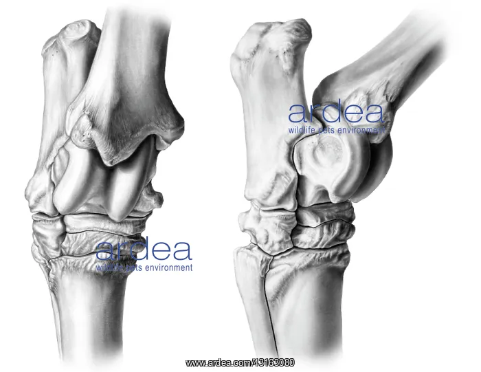 : Horse tarsal bones : Horse tarsal bones