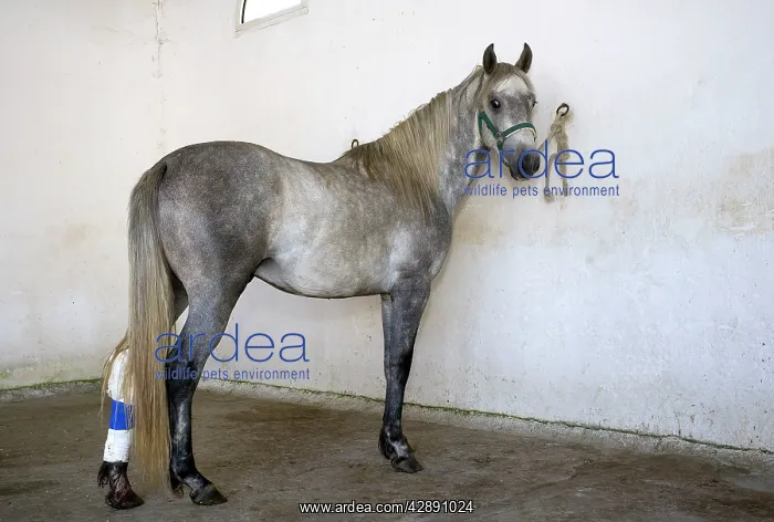 : Horse - tethered with bandage on back leg : Horse - tethered with bandage on back leg
