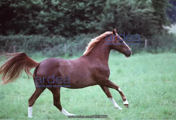 : HORSE - Thorough Bred x Arab : HORSE - Thorough Bred x Arab