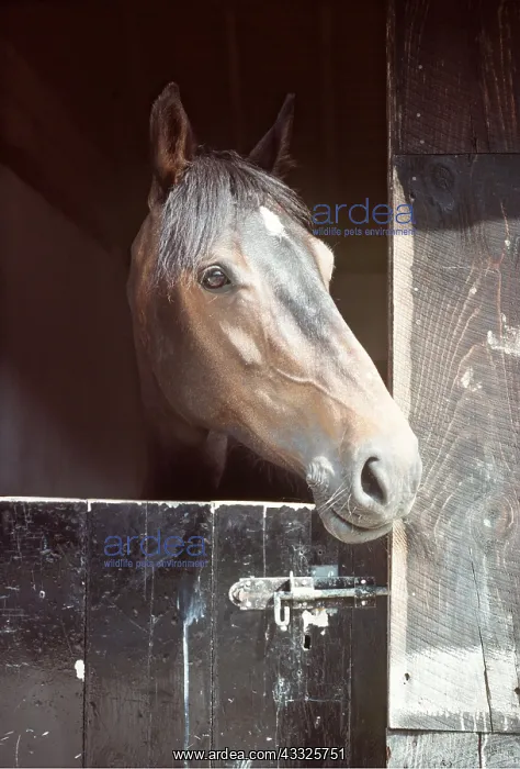 : Horse - Thoroughbred / Highland Cross Mare - Head : Horse - Thoroughbred / Highland Cross Mare - Head