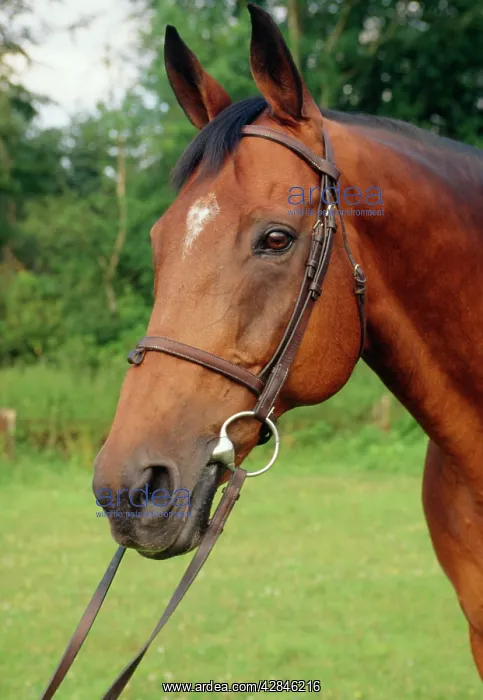 : HORSE - Thoroughbred Horse : HORSE - Thoroughbred Horse