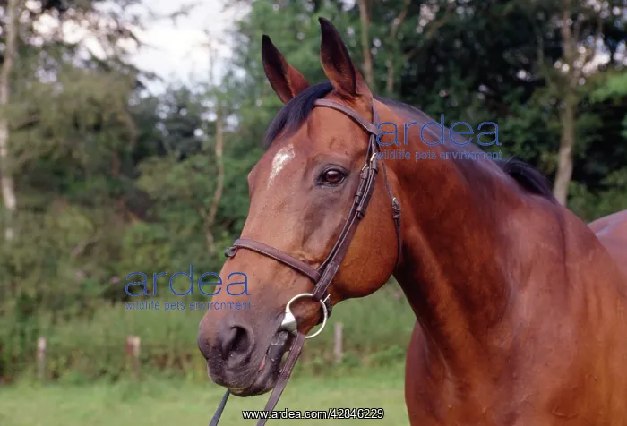 : HORSE - Thoroughbred Horse, close-up of head : HORSE - Thoroughbred Horse, close-up of head