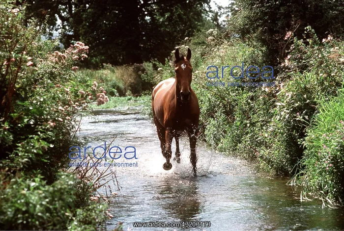 : HORSE - Thoroughbred running along stream : HORSE - Thoroughbred running along stream