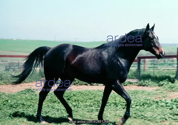 : Horse - thoroughbred stallion, walking : Horse - thoroughbred stallion, walking