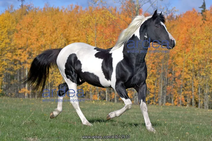 : Horse Tobiano Paint stallion trotting in meadow : Horse Tobiano Paint stallion trotting in meadow