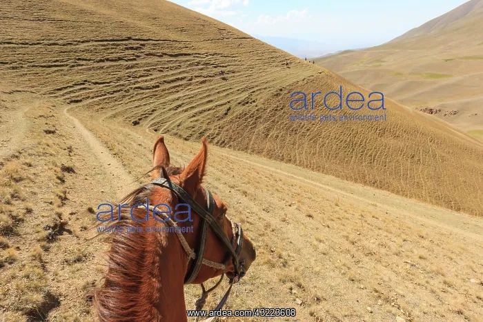 : Horse and tracks made by cattle in the hill - Kyrgyzstan : Horse and tracks made by cattle in the hill - Kyrgyzstan