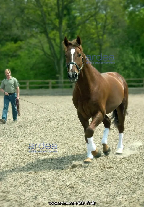  : Horse trainer with horse in paddock