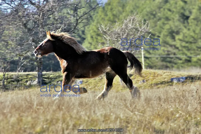  : Horse - Trait Breton