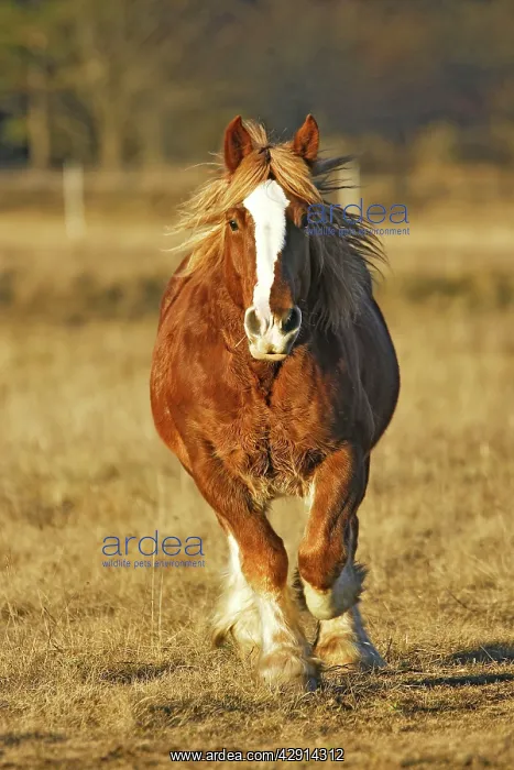 : Horse - Trait Breton - galloping towards camera : Horse - Trait Breton - galloping towards camera