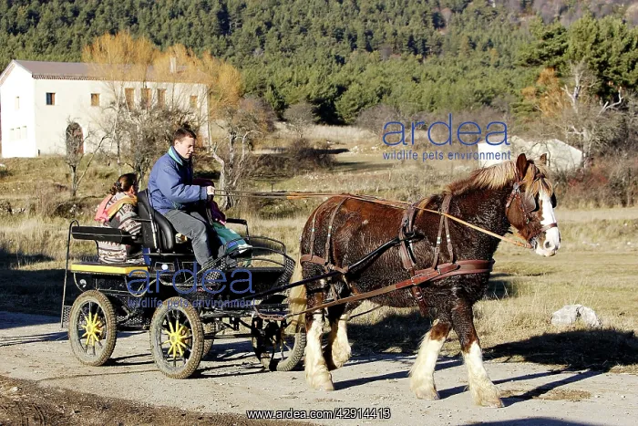 : Horse - Trait Breton - pulling cart and people : Horse - Trait Breton - pulling cart and people