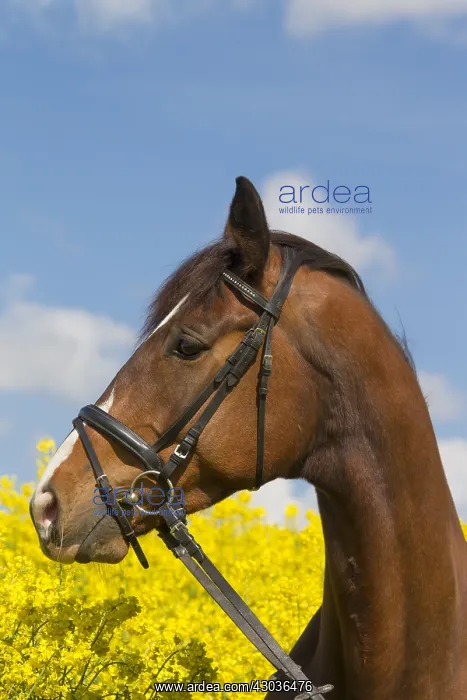 : Horse, -Trakehner - Schleswig-Holstein, Germany : Horse, -Trakehner - Schleswig-Holstein, Germany